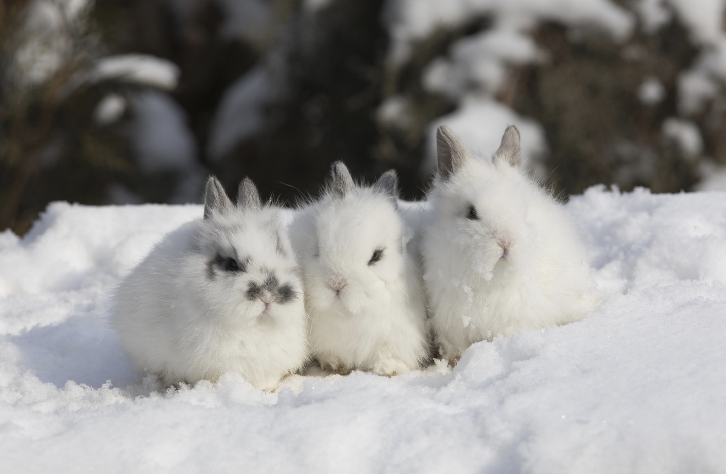 how-long-do-dwarf-rabbits-live-essential-lifespan-facts